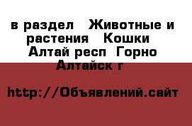  в раздел : Животные и растения » Кошки . Алтай респ.,Горно-Алтайск г.